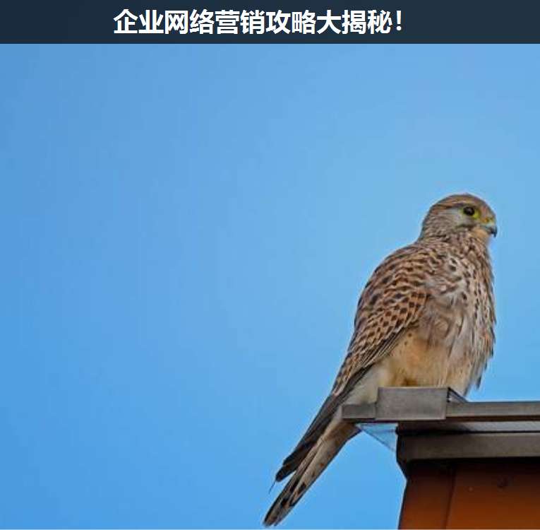企業網絡營銷攻略大揭秘!