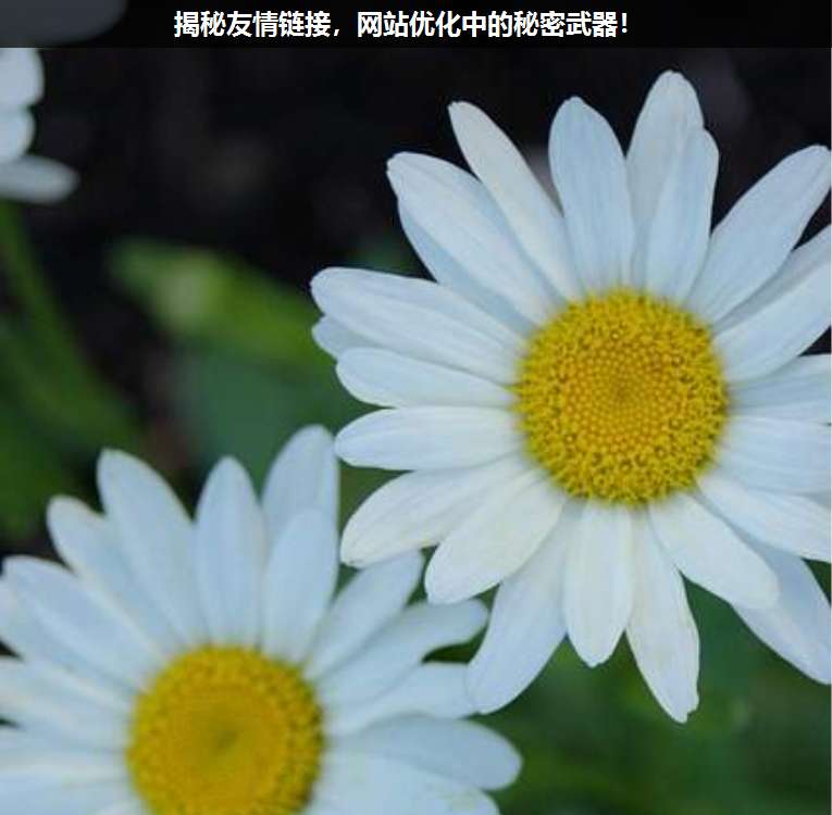 揭秘友情鏈接,網站優(yōu)化中的秘密武器!